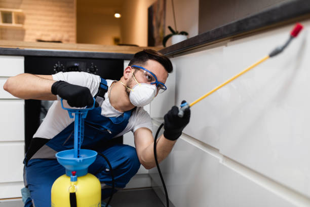 Wasp Removal Services in Iola, KS